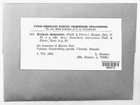 Ramularia rufibasis image